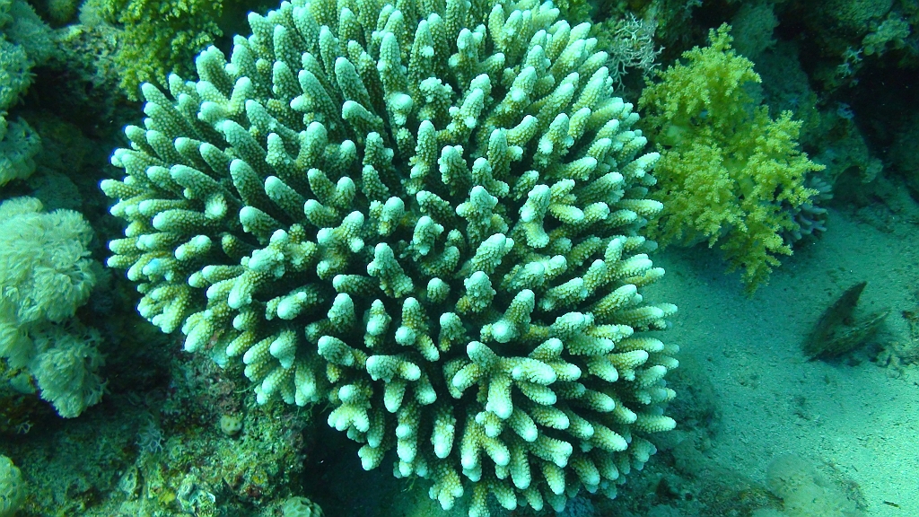 Original image
